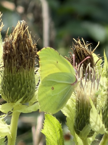 Common Brimstone