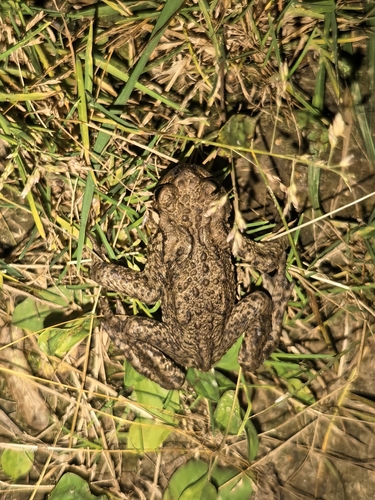 European Toad
