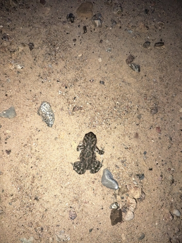 Green Toad