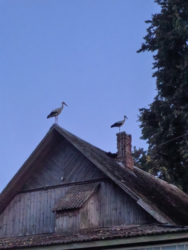 European White Stork