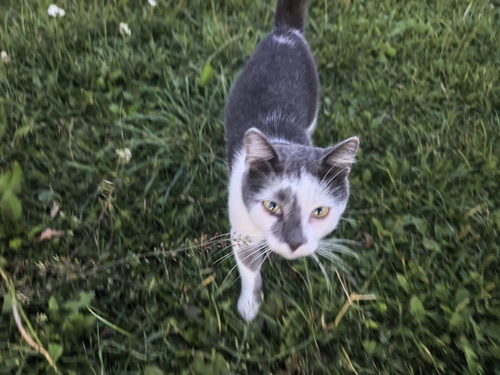 Domestic Cat