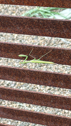 European Mantis
