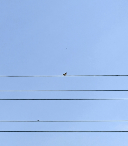 European Goldfinch