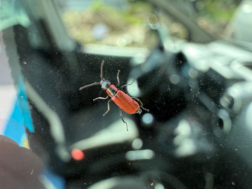 Red Malachite Beetle