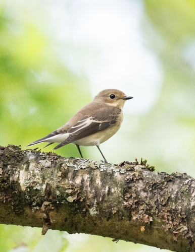 European Pied Flycatcher