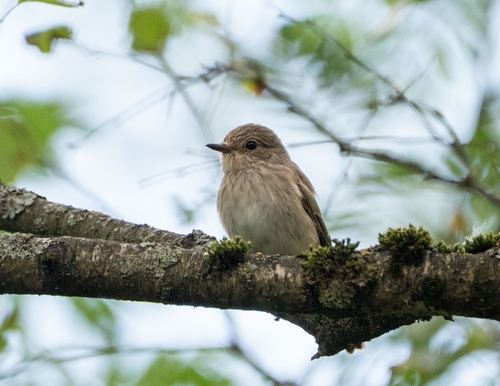 Spotted Flycatcher