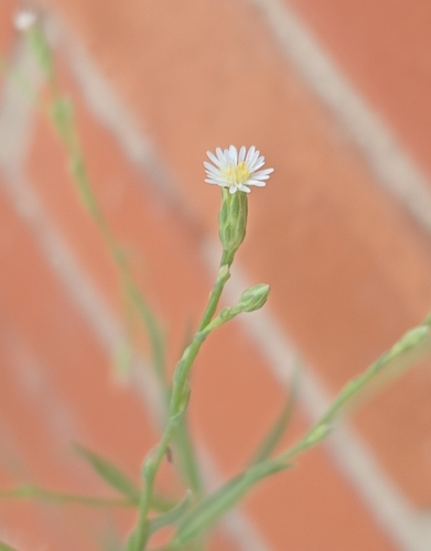 saltmarsh aster