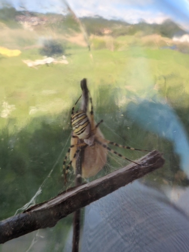 Wasp Spider