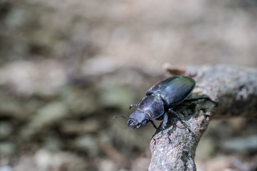 Lucanus tetraodon