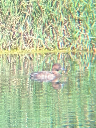 Common Pochard