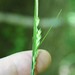 Carex brysonii - Photo (c) J. Kevin England, כל הזכויות שמורות, הועלה על ידי J. Kevin England