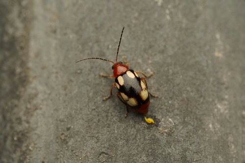 Monolepta signata