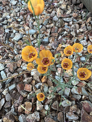 plains flax