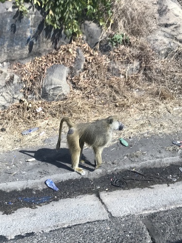 Yellow Baboon