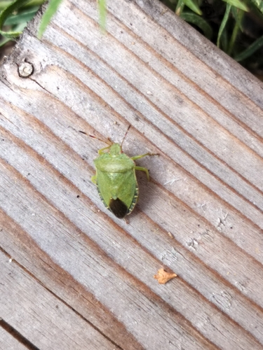 Green Shield Bug