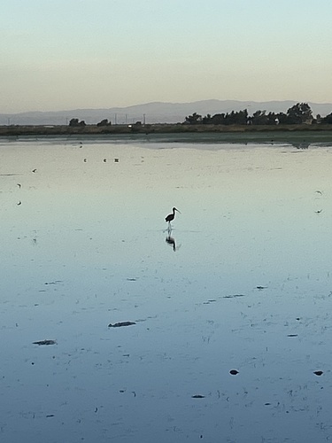 White-faced Ibis