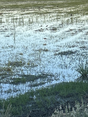 Black-necked Stilt