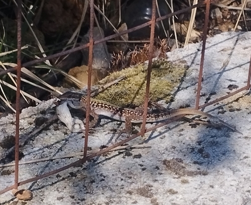 Italian Wall Lizard