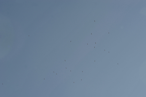 White Stork