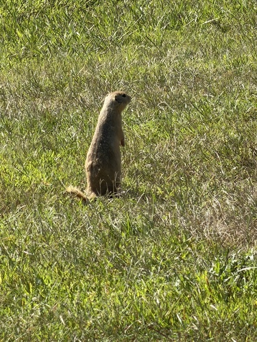 Richardson's Ground Squirrel