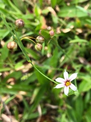 Sisyrinchium micranthum image