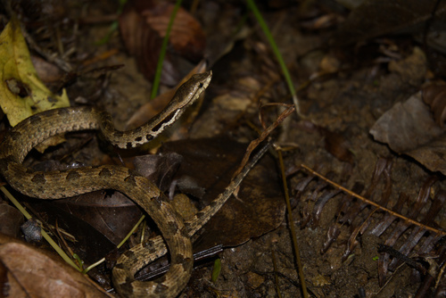 Lowland Hump-nosed Viper