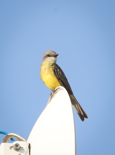 Tropical Kingbird (Tyrannus melancholicus)
