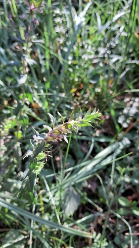 Red Odontites