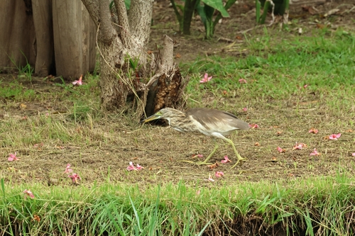 Pond Herons