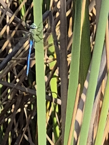 Blue Emperor