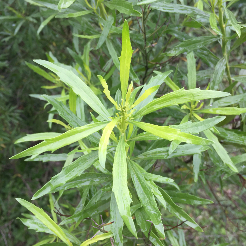 Mio-mio (Baccharis coridifolia) · BioDiversity4All