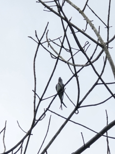 Crested Treeswift