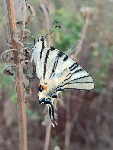 Scarce Swallowtail