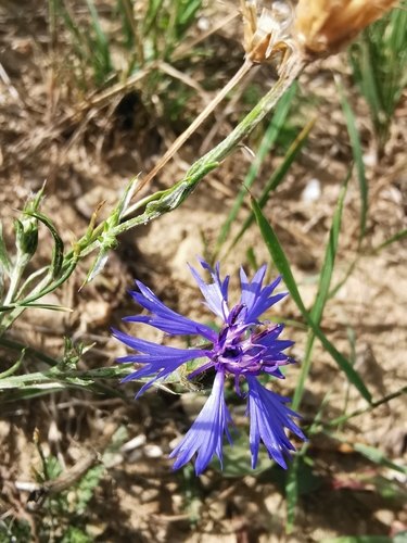 Cornflower
