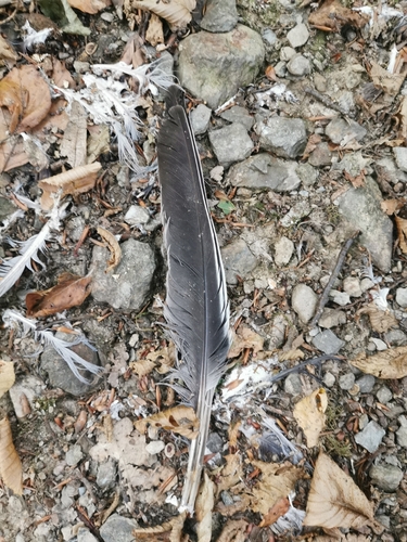Common Wood-Pigeon
