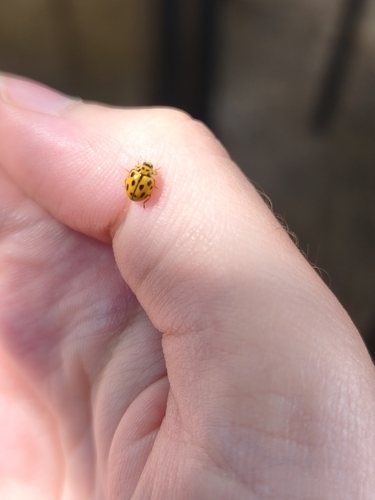 Fourteen-spotted Lady Beetle