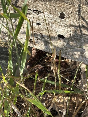 Adder