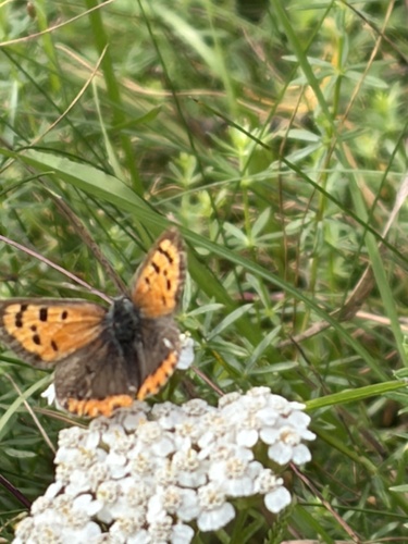 Small Copper