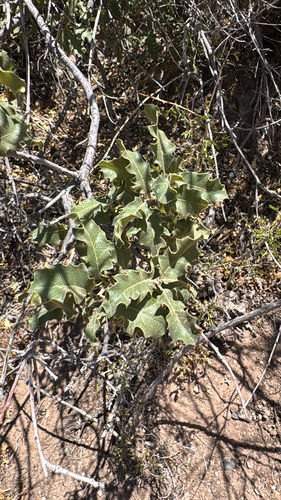 Pungent Oak