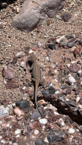 Ornate Tree Lizard