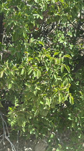 evergreen sumac
