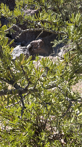 Narrowleaf Forestiera