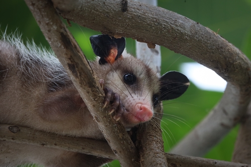 Virginia Opossum (Didelphis virginiana)