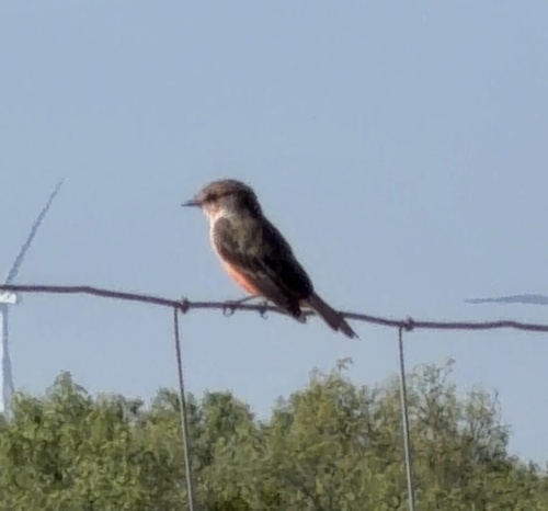 Vermilion Flycatcher