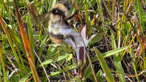 iNaturalist observation photo of Golden-belted Bumble Bee