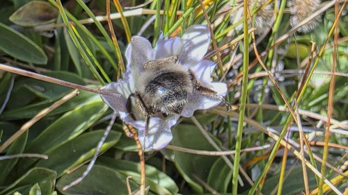 iNaturalist observation photo of Golden-belted Bumble Bee