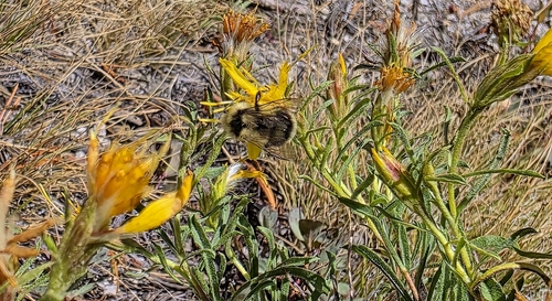 iNaturalist observation photo of Two-form Bumble Bee Complex