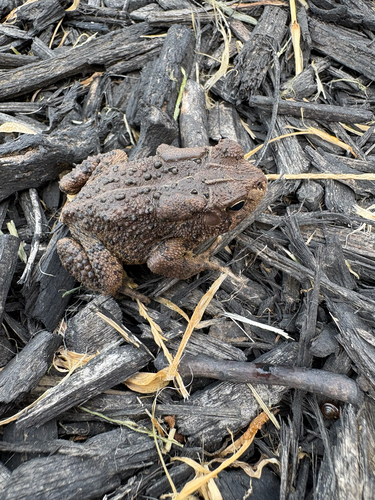 American Toad