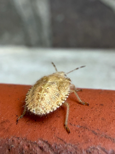 Sloe Bug