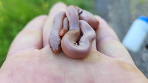 iNaturalist observation photo of Northern Rubber Boa